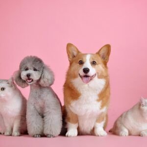 Mascotas