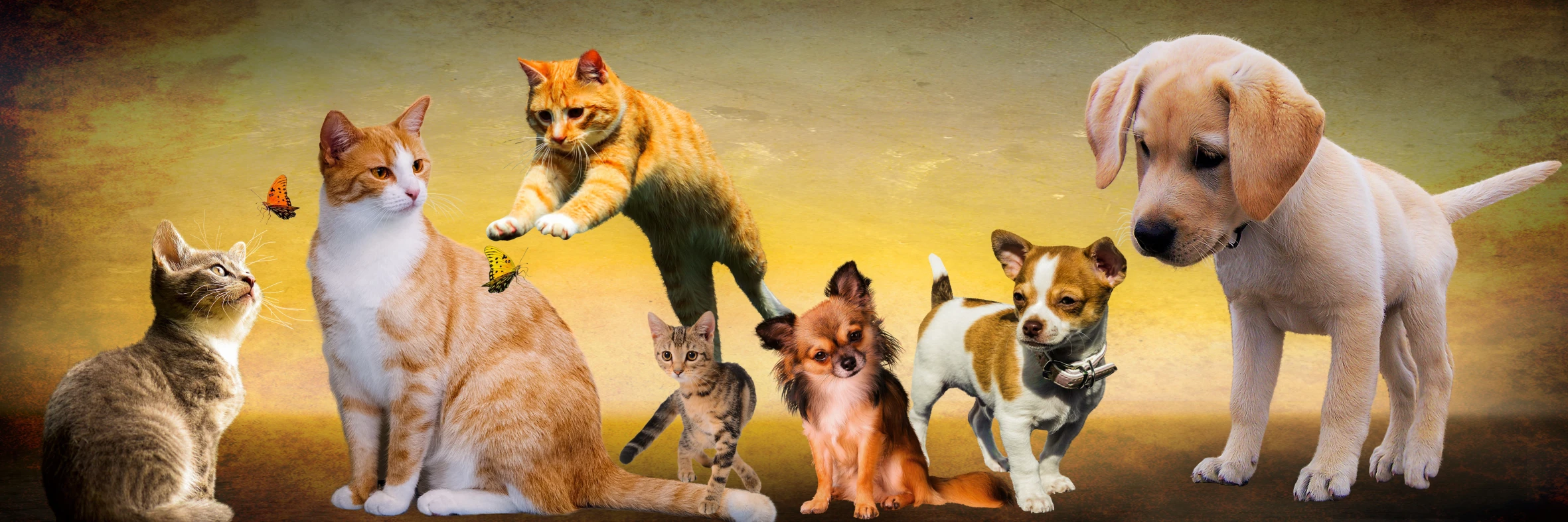 PRODUCTOS PARA MASCOTAS